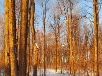 72160PeCrLe - Morning along the Westridge Trails.jpg